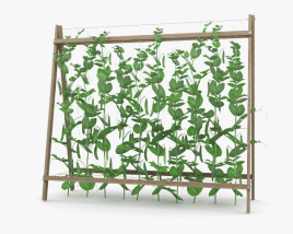 Pea Plant 3D model