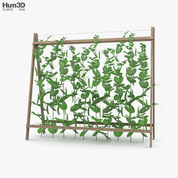 Горох рослина 3D модель