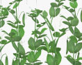 エンドウ豆の植物 3Dモデル