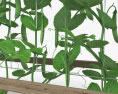 豌豆植物 3D模型