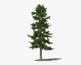 Cedar Tree 3d model