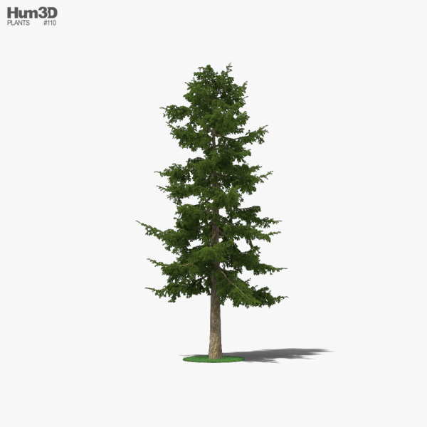 삼나무 3D 모델 