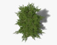 삼나무 3D 모델 