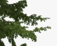 Árvore de cedro Modelo 3d