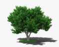 무화과 나무 3D 모델 
