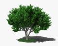 Фігове дерево 3D модель