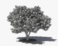 Фігове дерево 3D модель