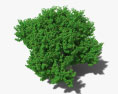 无花果树 3D模型