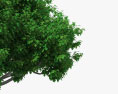 Árbol de higo Modelo 3D