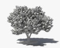 무화과 나무 3D 모델 