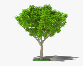 Красное дерево 3D модель