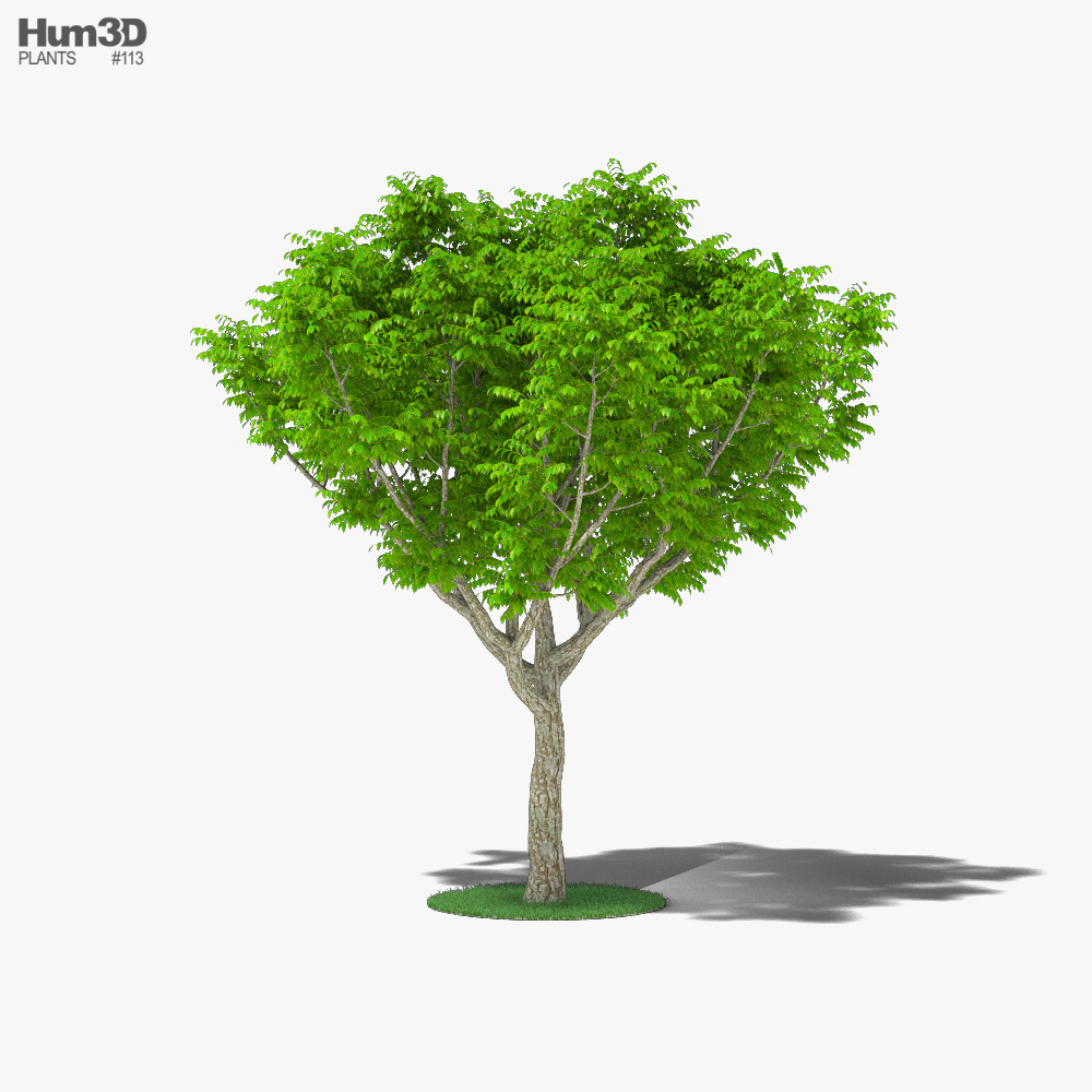 Червоне дерево 3D модель