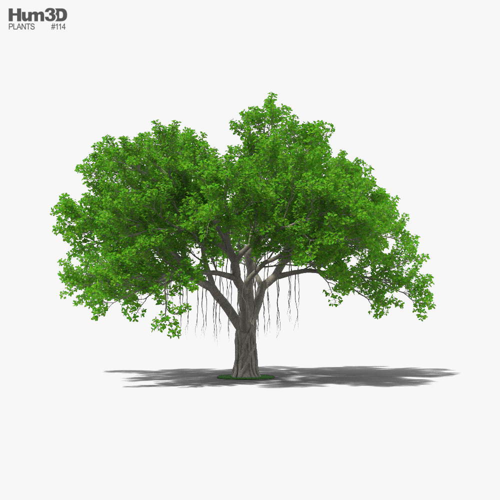 Banyan Tree 3D model