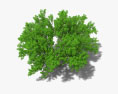 榕树 3D模型