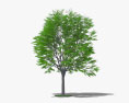Кавове дерево 3D модель