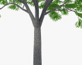 Кофейное дерево 3D модель