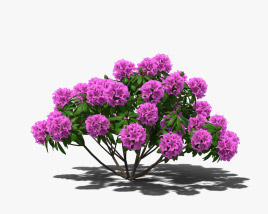Rhododendron 3D model
