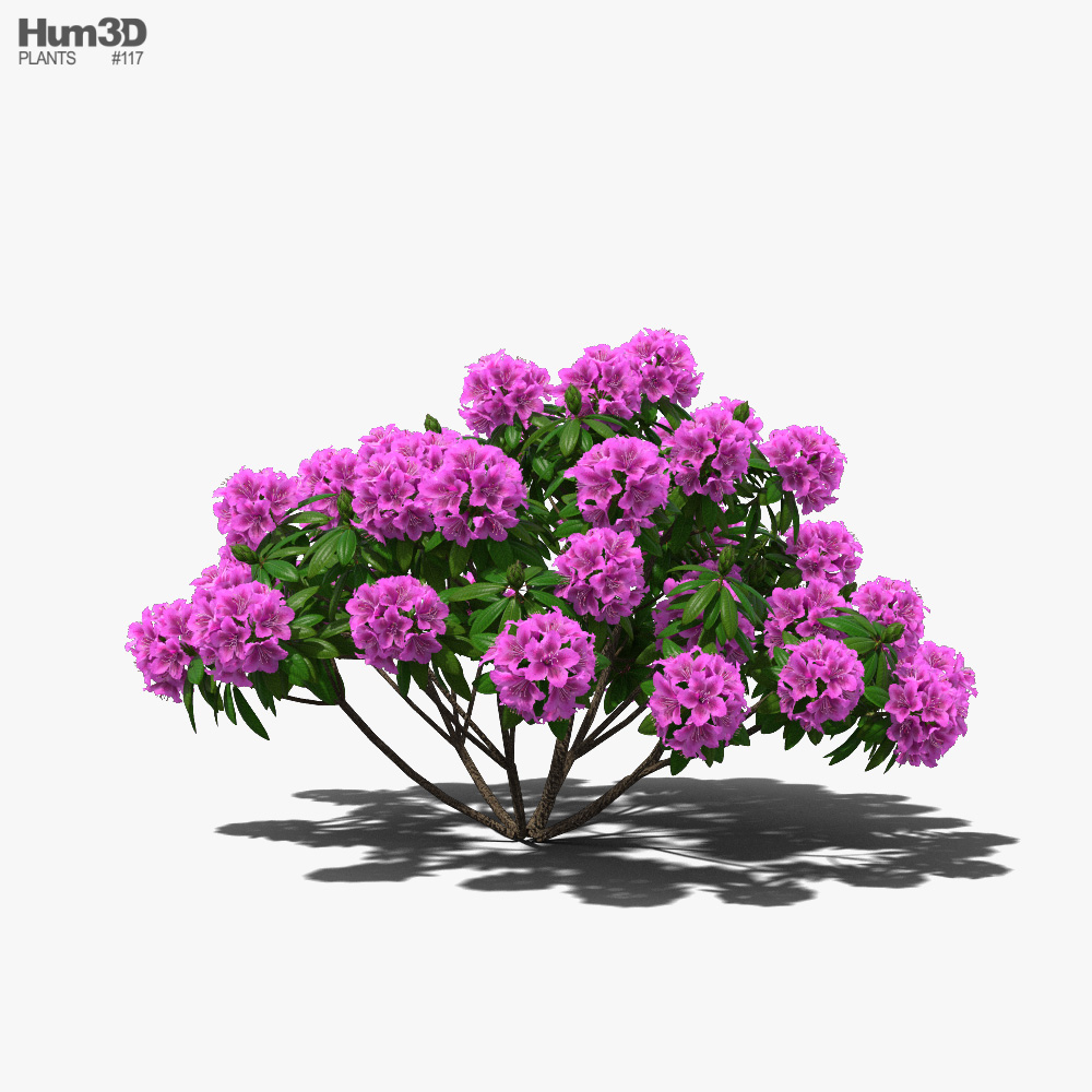 Rododendro Modelo 3d