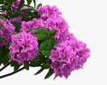 Rhododendron 3D-Modell