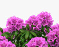 Rhododendron 3d model
