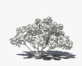 Rhododendron 3d model