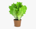 生菜植物 3D模型