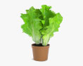 Салат растение 3D модель