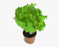Салат рослина 3D модель