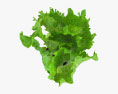 Салат рослина 3D модель