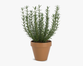 Rosemary in a pot 3D model
