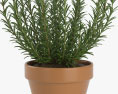 Rosemary in a pot 3d model