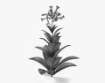 烟草植物 3D模型