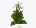 Табак растение 3D модель