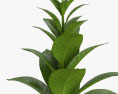 Табак растение 3D модель