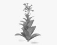 烟草植物 3D模型