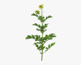 Mustard Plant 3d model