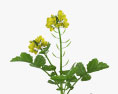 Mustard Plant 3d model