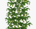 Green Growing Hops 3d model