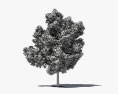 아보카도 나무 3D 모델 