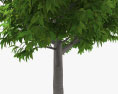 Avocadobaum 3D-Modell