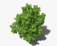鳄梨树 3D模型