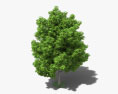 아보카도 나무 3D 모델 