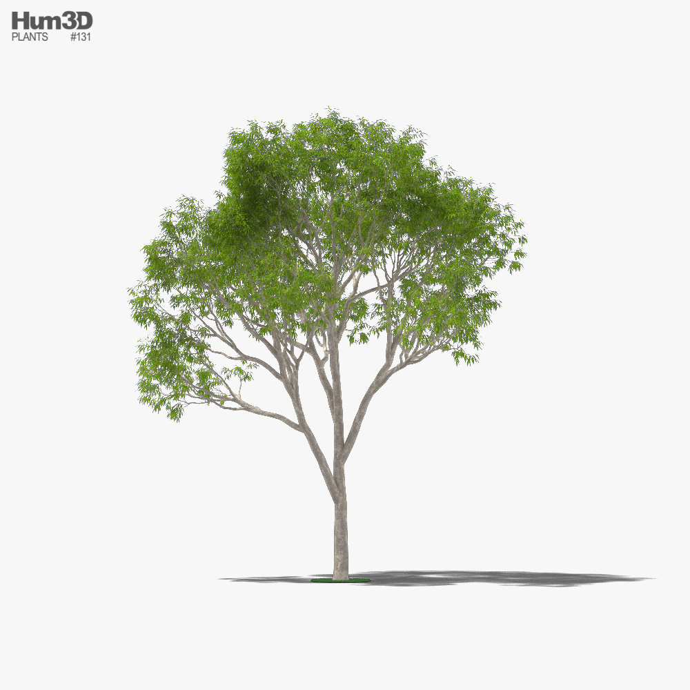 Árbol de eucalipto Modelo 3D