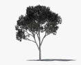 Eucalyptus Tree 3d model