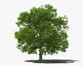 Горіхове дерево 3D модель