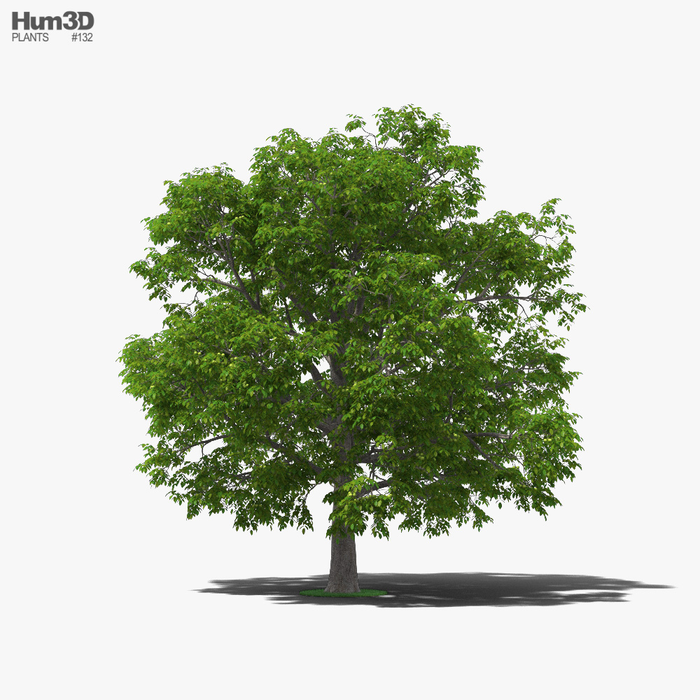 Walnut Tree 3D model