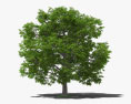 Ореховое дерево 3D модель