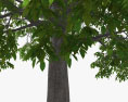 Árbol de nueces Modelo 3D