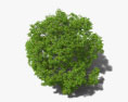 호두나무 3D 모델 