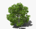 호두나무 3D 모델 